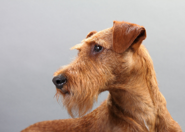 Profilo del terrier