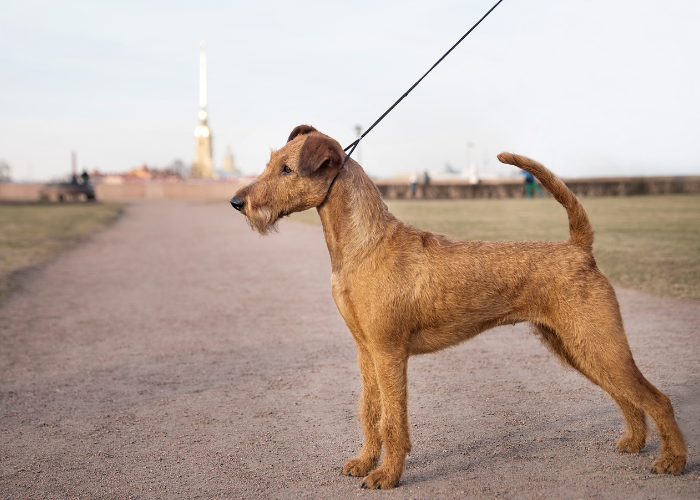 Terrier al guinzaglio