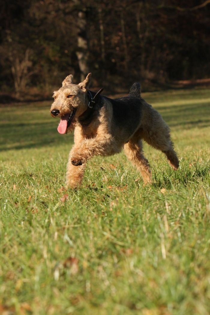 Un Welsh Terrier salta nel parco.