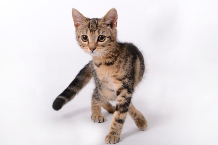 Gattino toyger