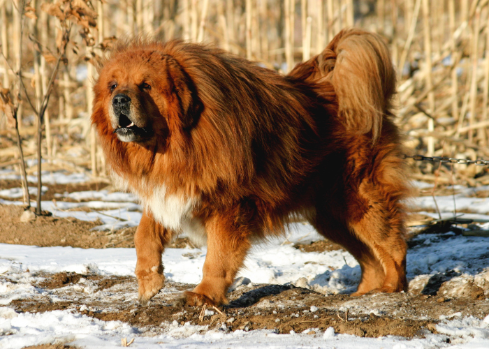 Mastino tibetano rosso.