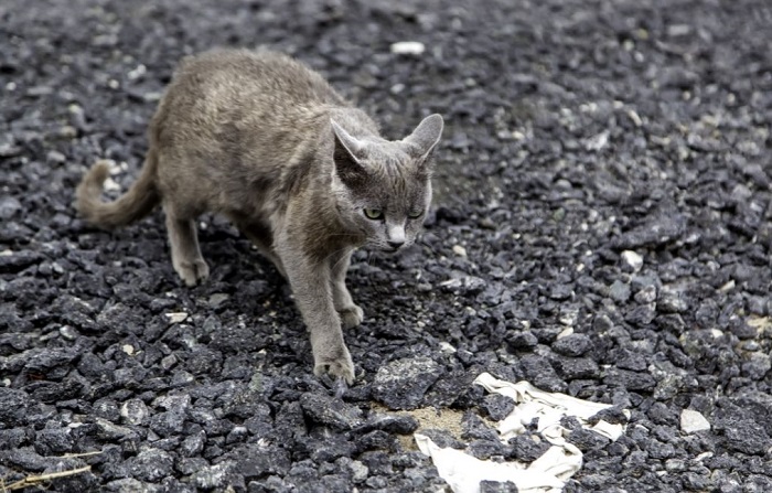 Gatto di razza smarrito.