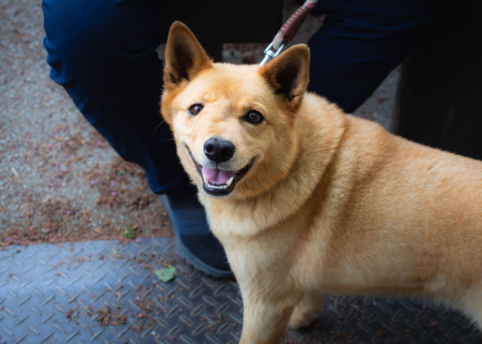Il cane è stato punto alla testa da una vespa.