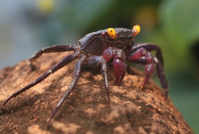 Granchio vampiro sulla sabbia