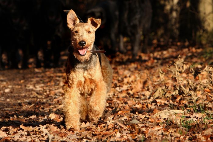 Welsh Terrier corre nel bosco.