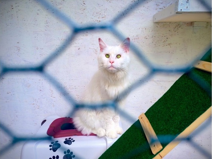 Gatto siberiano in voliera sul terrazzo, attrezzata con cucce, tiragraffi e gradini.