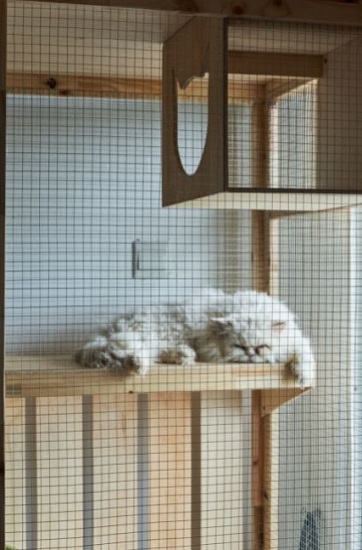 Un gatto persiano giace in una voliera con tiragraffi e ripiani sospesi.