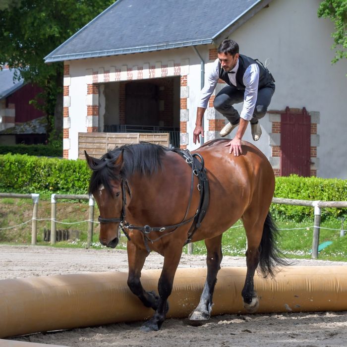 Il volteggiatore salta sul cavallo.