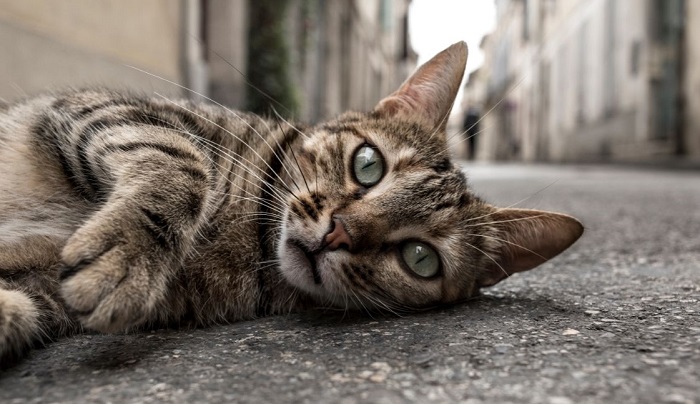 Il gatto giace sul marciapiede.