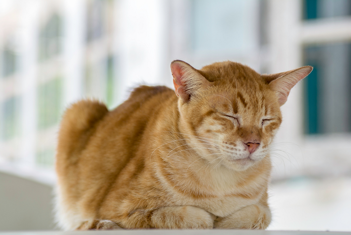 Gatto con FIP.