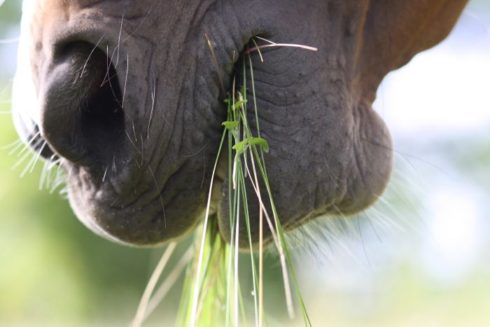 Il muso di un cavallo che mastica erba
